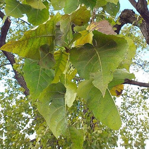 Populus heterophylla ~ Swamp Cottonwood