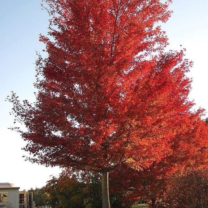 Acer rubrum 'Brandywine' ~ Brandywine Red Maple