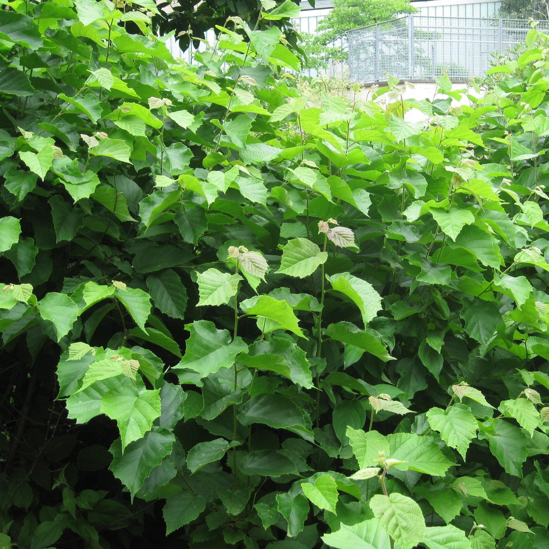 Corylus americana ~ Hazelnut, American Filbert