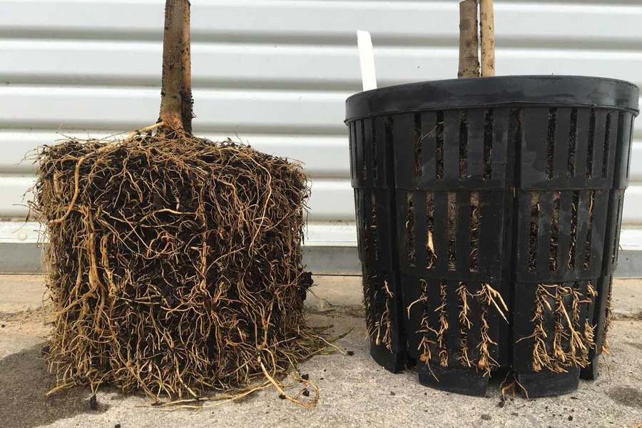 Air-Pruned-Roots-by-Native-Forest-Web Air-Pruned-Roots-by-Native-Forest-Web