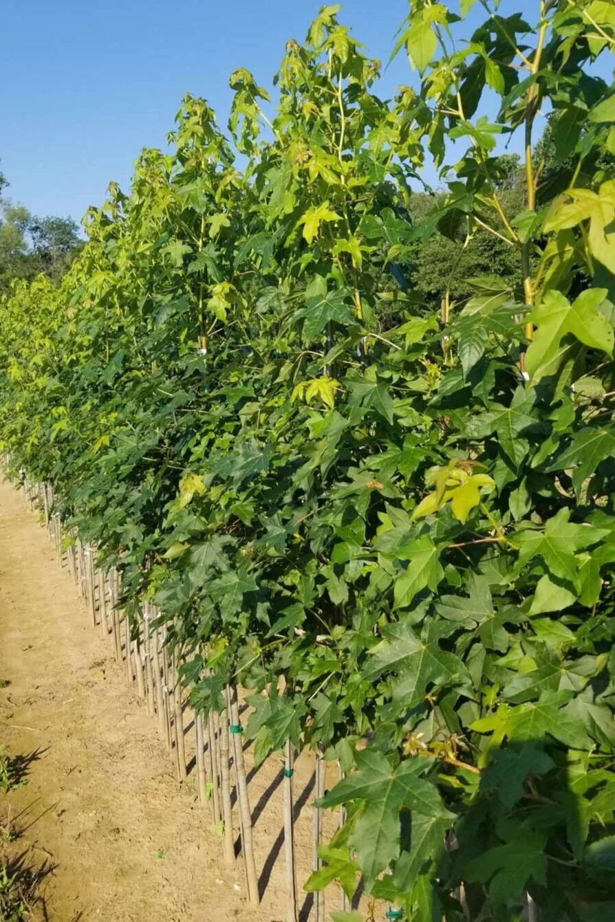buy_trees_in_bulk buy_trees_in_bulk