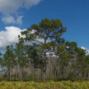 Pinus palustris ~ Long-Leaf Pine, Southern Pine