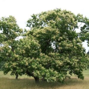 Castanea dentata x mollissima ~ American Hybrid Chestnut