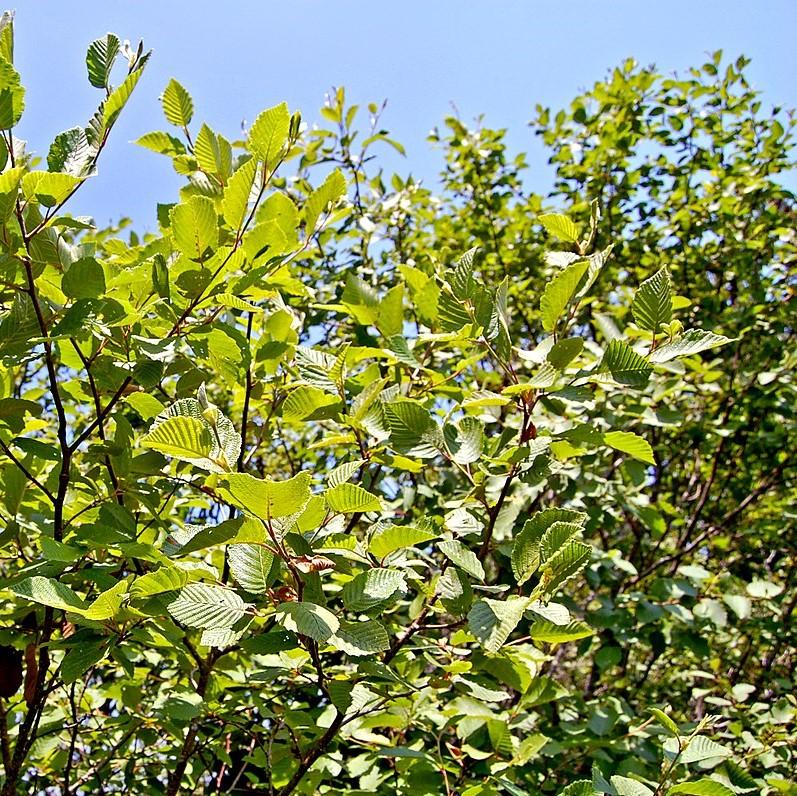 Alnus rugosa  ~ Speckled Alder