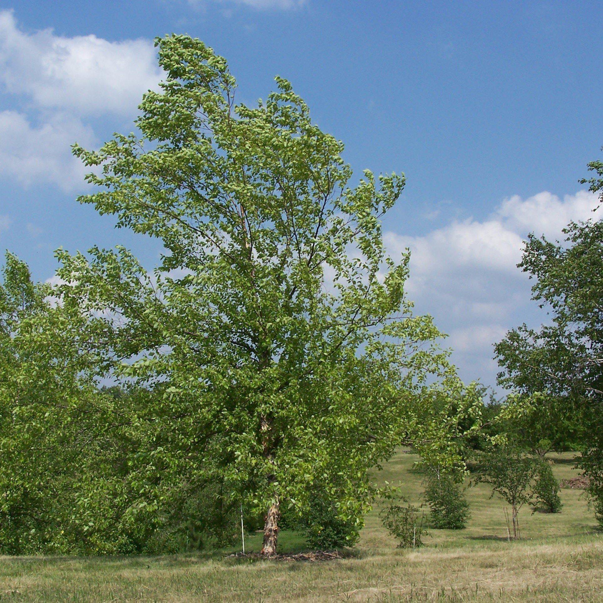 Betula nigra ‘BNMTF’ ~ Dura Heat® River Birch