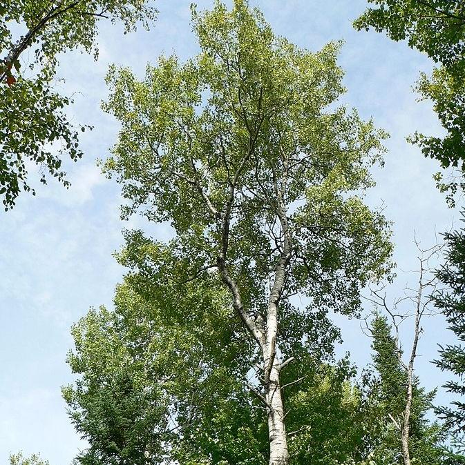 Populus tremuloides ~ Quaking Aspen