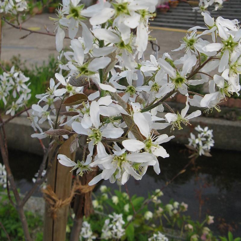 Amelanchier canadensis ~ Shadblow Serviceberry