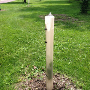 47" SunFlex Grow Tubes with 59” Trunk-Builder Stakes - Beaver Shield (10-Pack)