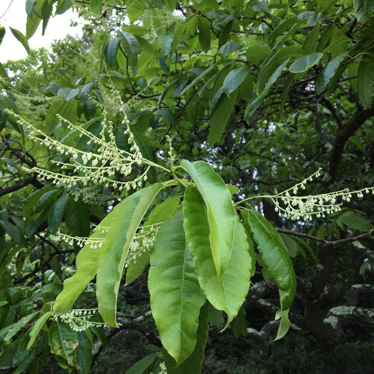 Sourwood, Sorrel Tree - Native Forest Nursery | Retail & Wholesale Plant  Stock