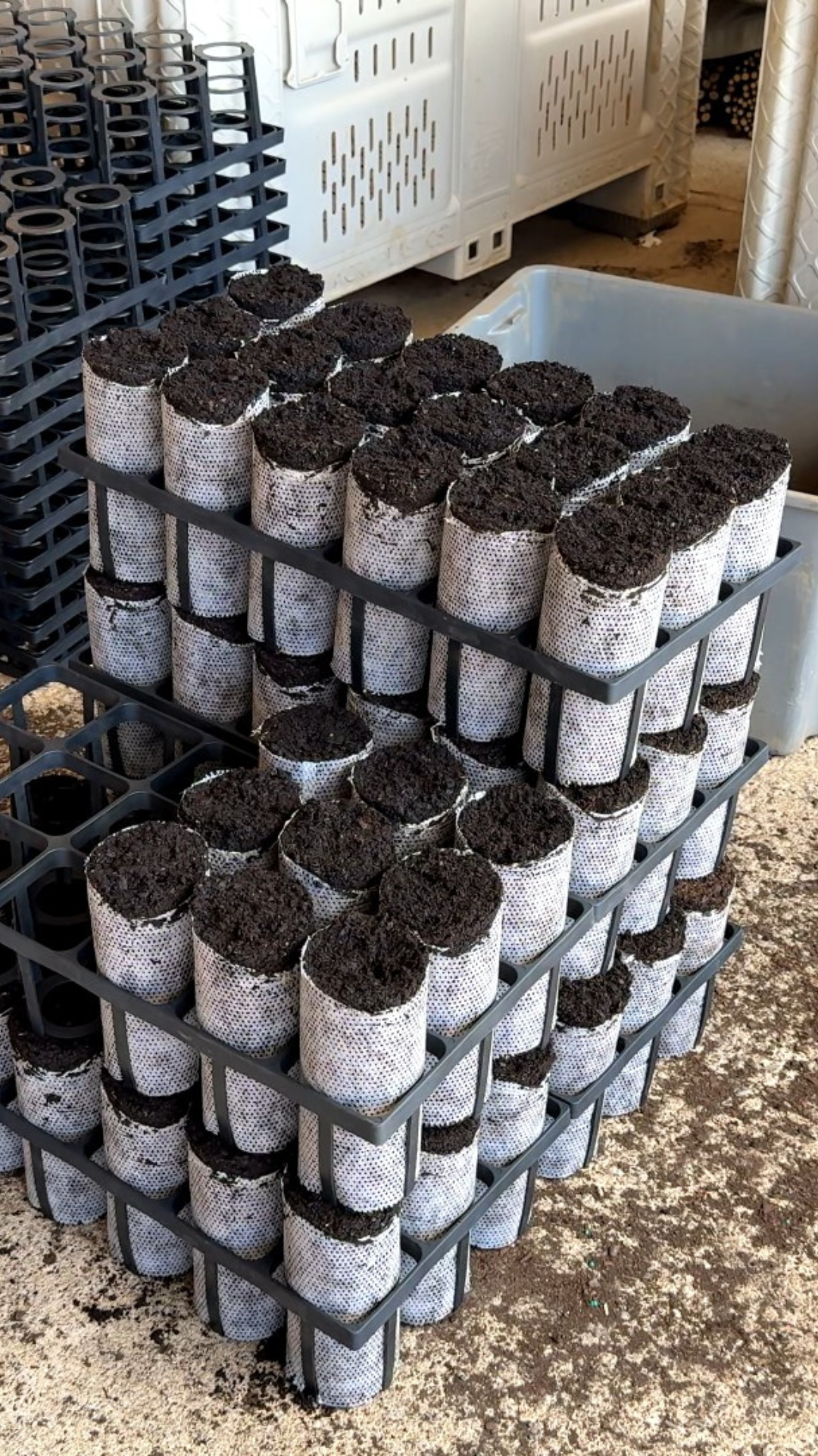 Untitled design (10)