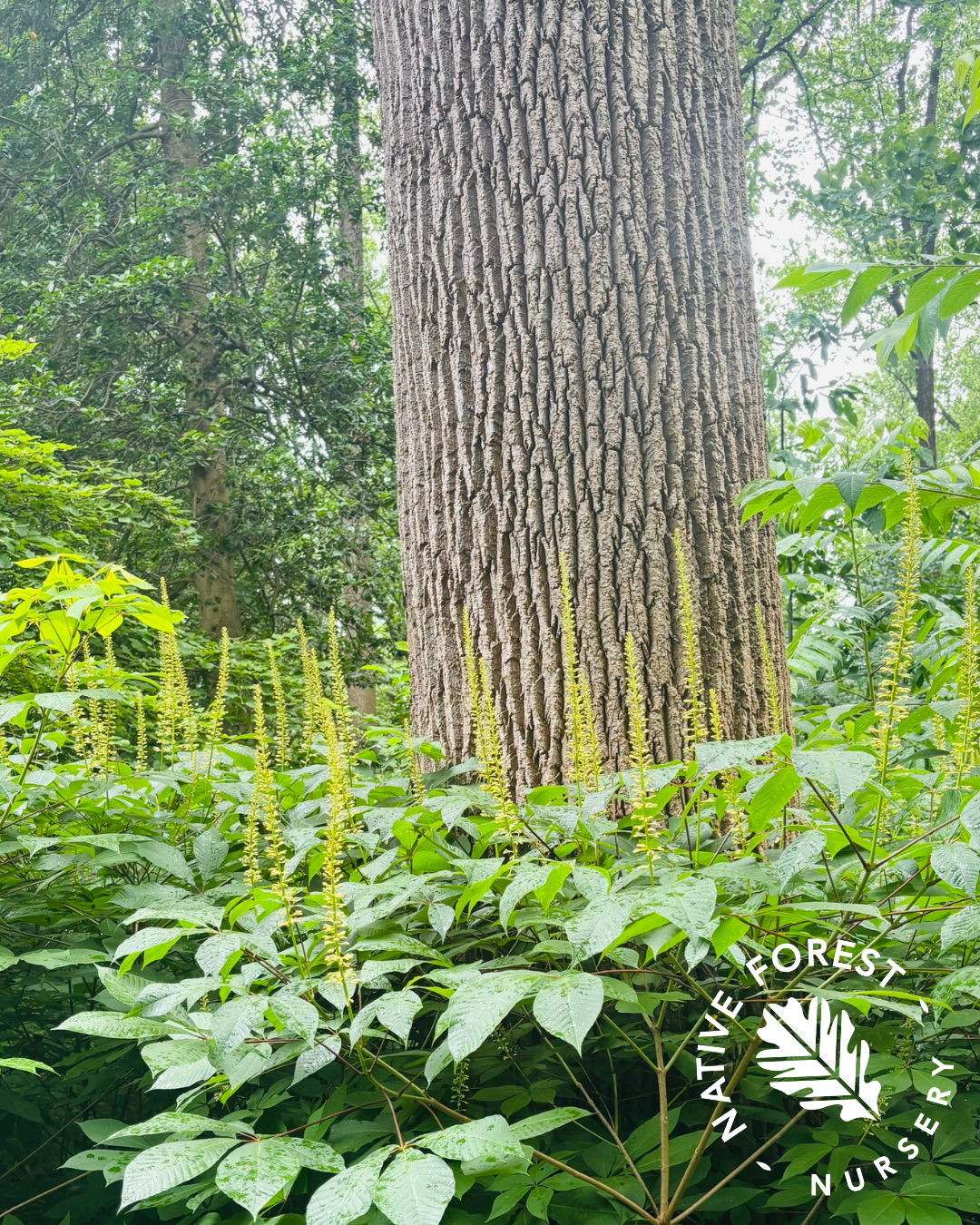 Woodland path at Mt. Cuba Center