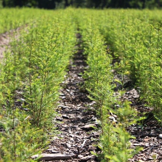 Bald_Cypress_Bare_Root_Seedlings_at_Native_Forest_Nursery